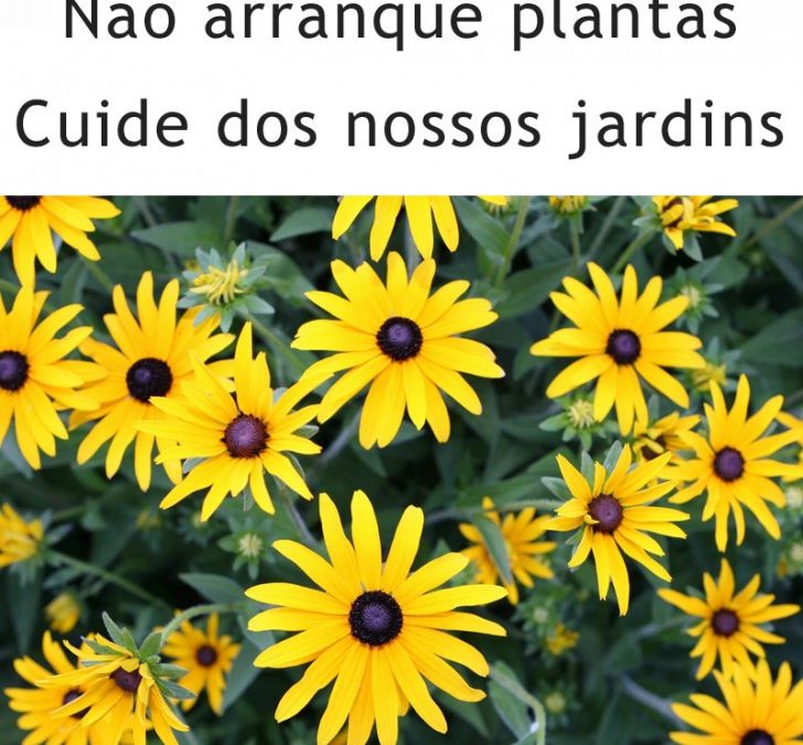 Não arranque plantas! Cuide dos nossos jardins!