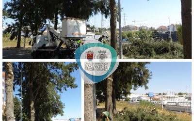 A DECORRER | PODA E MANUTENÇÃO DO ARVOREDO | PRIOR VELHO