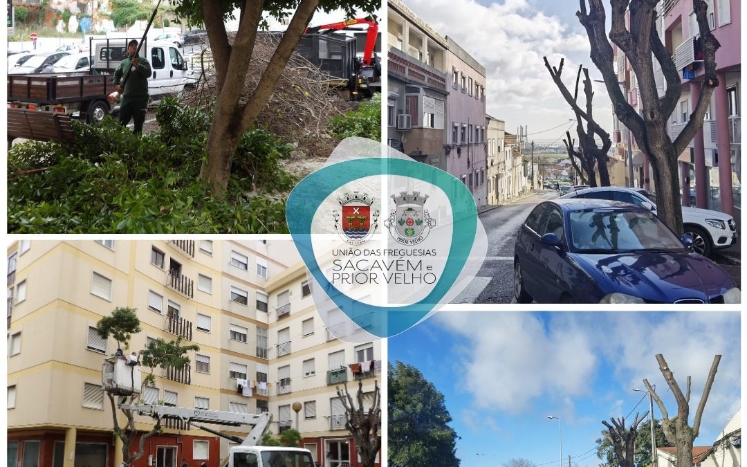 A DECORRER | PODA E MANUTENÇÃO DO ARVOREDO | SACAVÉM E PRIOR VELHO