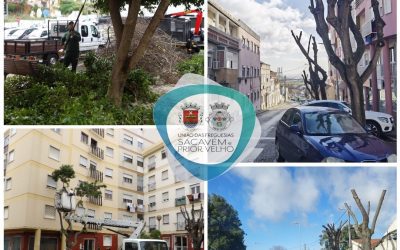 A DECORRER | PODA E MANUTENÇÃO DO ARVOREDO | SACAVÉM E PRIOR VELHO
