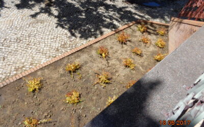 Reposição de flores no Jardim da Praça da Republica