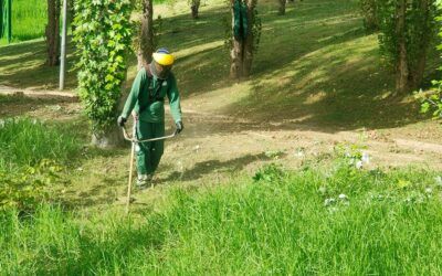 A DECORRER | MANUTENÇÃO ESPAÇOS VERDES – PRIOR VELHO